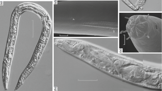 Russian Scientists Claim to Have Resurrected 40,000-Year-Old Worms Buried in Ice